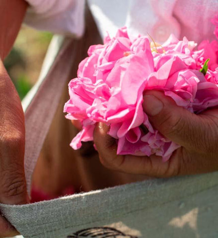 Majouri Journal - Fragrance Wheel and Scent Families